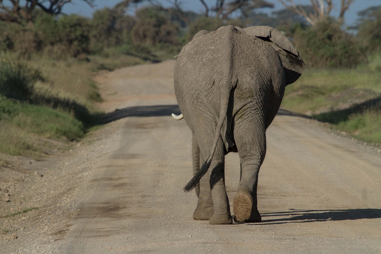 African elephant on safari